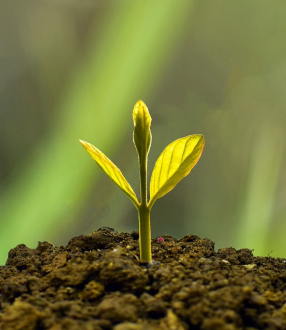 placement de trésorerie à Meudon